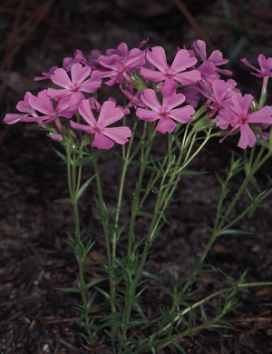 image of Phlox nivalis +, Pineland Phlox, Trailing Phlox