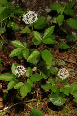 image of Nanopanax trifolius, Dwarf Ginseng