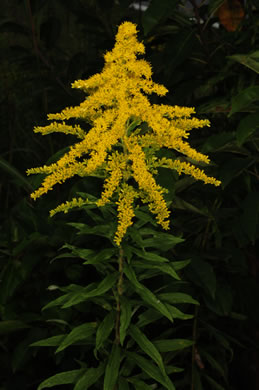 image of Solidago altissima var. altissima, Tall Goldenrod, Field Goldenrod, Common Goldenrod