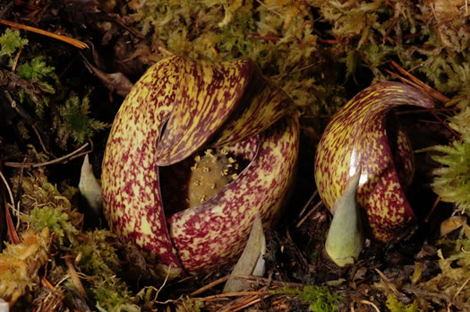 image of Symplocarpus foetidus, Skunk Cabbage