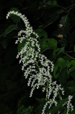 panicle