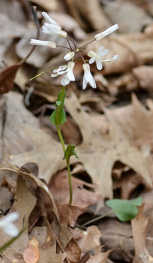 image of Cardamine douglassii, Limestone Bittercress, Douglass's Bittercress, Purple Cress, Pink Spring-cress