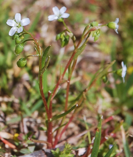 image of Montia linearis, Narrow-leaved Montia, Narrowleaf Miner's-lettuce