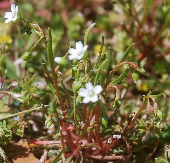 image of Montia linearis, Narrow-leaved Montia, Narrowleaf Miner's-lettuce