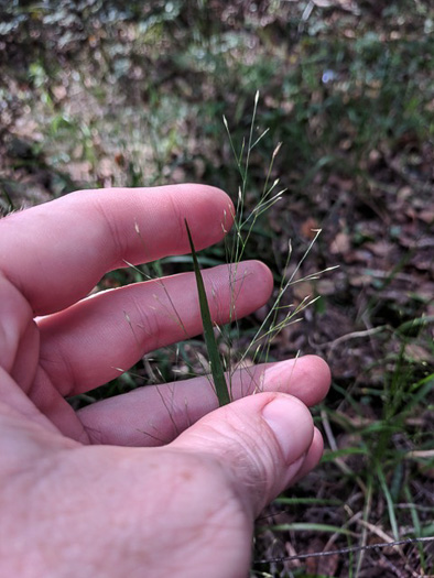 spikelet