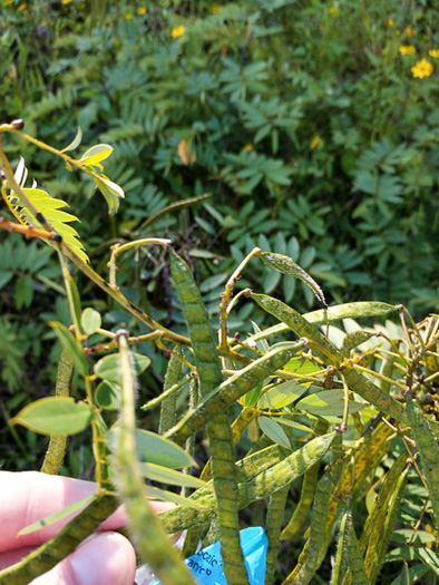 image of Senna hebecarpa, Northern Wild Senna