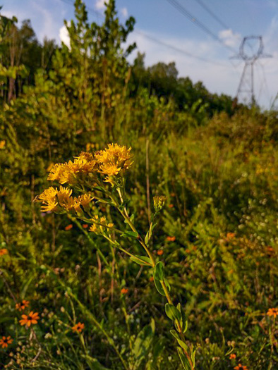 image of Solidago jacksonii, Southeastern Stiff Goldenrod, Southeastern Bold Goldenrod