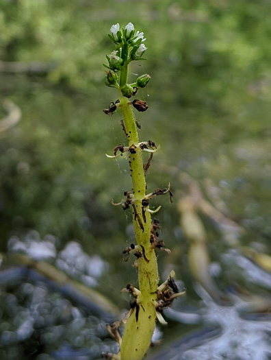 image of Hottonia inflata, Featherfoil, Water-violet