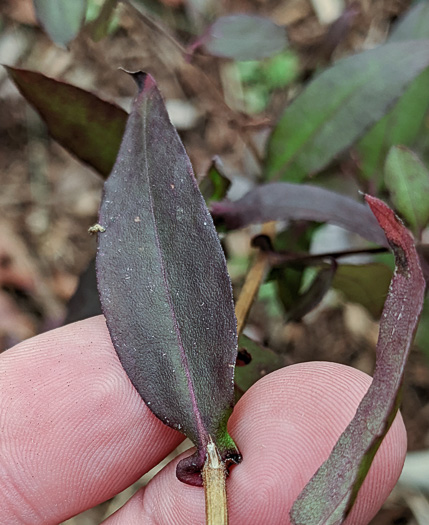 image of Ampelaster carolinianus, Climbing Aster