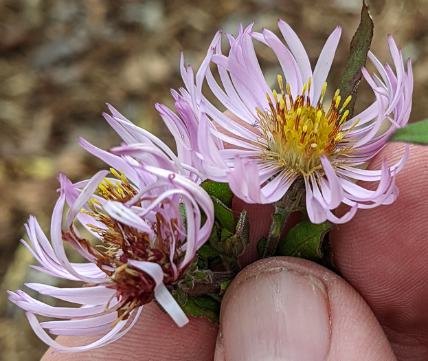 image of Ampelaster carolinianus, Climbing Aster