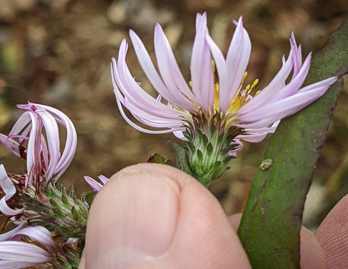 image of Ampelaster carolinianus, Climbing Aster