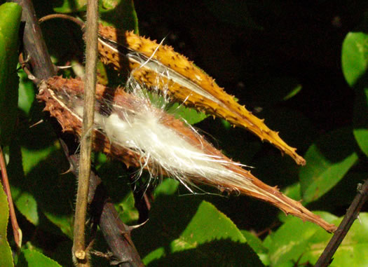 image of Matelea carolinensis, Carolina Spinypod, Climbing Milkweed, Climbing Milkvine, Maroon Carolina Milkvine