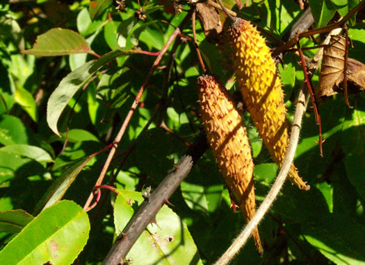 image of Matelea carolinensis, Carolina Spinypod, Climbing Milkweed, Climbing Milkvine, Maroon Carolina Milkvine