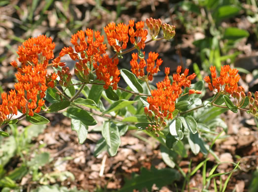 image of Asclepias tuberosa var. tuberosa, Butterfly Milkweed, Eastern Butterflyweed, Pleurisy Root, Wind Root