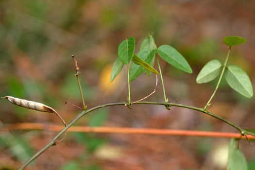 image of Clitoria mariana var. mariana, Butterfly-pea