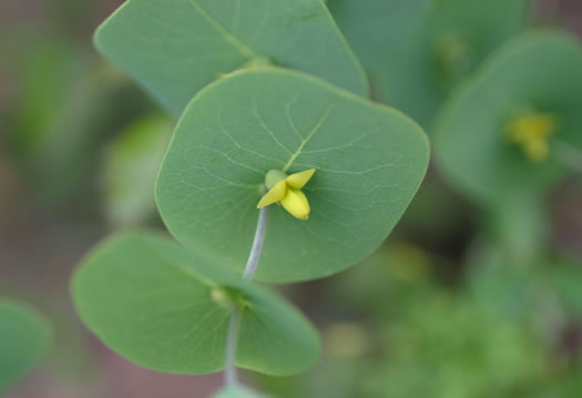 image of Baptisia perfoliata, Gopherweed, Catbells