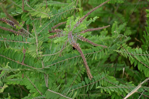 image of Amorpha herbacea var. herbacea, Leadplant, Dwarf Indigo-bush, Clusterspike Indigo-bush