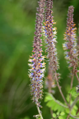 Leadplant