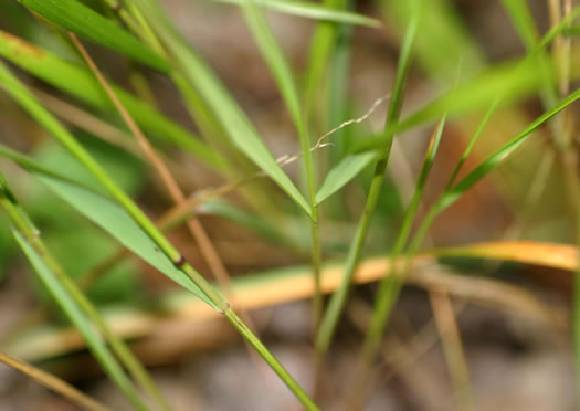 image of Melica mutica, Two-flower Melicgrass