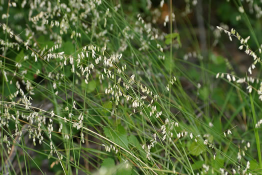 image of Melica mutica, Two-flower Melicgrass