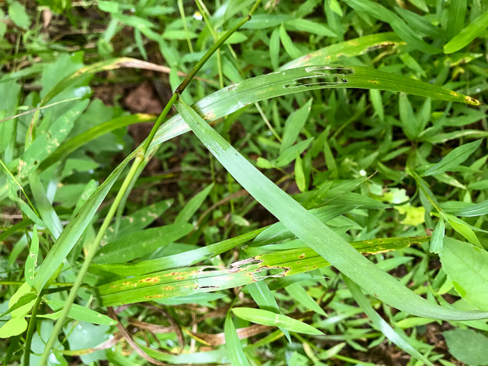 image of Bromus nottowayanus, Satin Brome, Virginia Brome, Nottoway River Brome