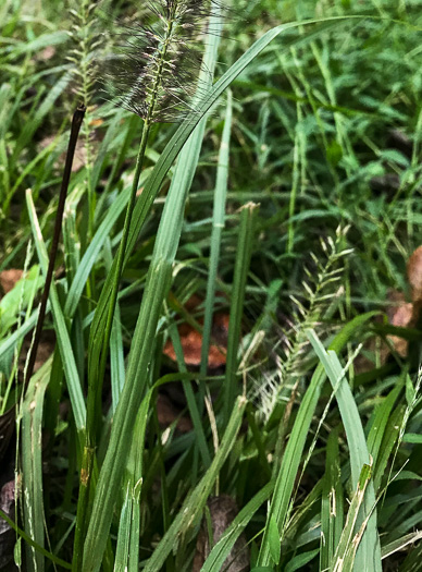 image of Cenchrus purpurascens, Chinese Fountaingrass, Black Fountaingrass, Foxtail Fountaingrass