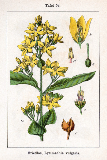 image of Lysimachia vulgaris, Garden Loosestrife