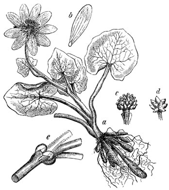 image of Ficaria verna ssp. ficariiformis, Fig Buttercup, Lesser Celandine, Pilewort