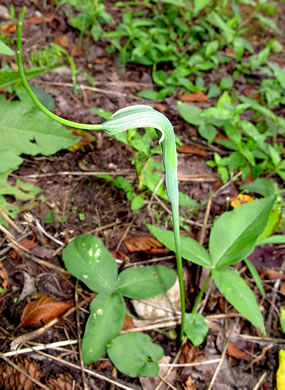 image of Pinellia ternata, Pinellia, Crow-dipper