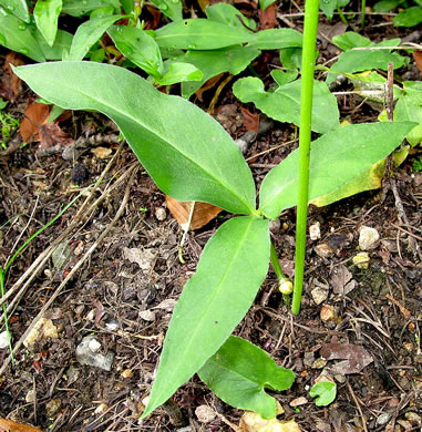 image of Pinellia ternata, Pinellia, Crow-dipper