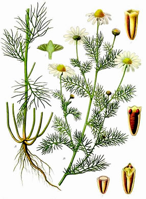 image of Tripleurospermum inodorum, Scentless Chamomile, False Chamomile, Mayweed