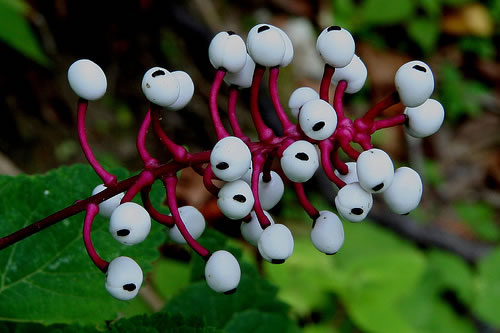 image of Actaea pachypoda, Doll's-eyes, White Baneberry, White Cohosh