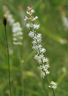 image of Triantha racemosa, Coastal Bog Asphodel, Southern Bog Asphodel, Coastal False Asphodel, Savanna Asphodel