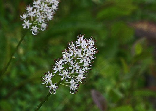 image of Triantha glutinosa, Sticky Bog Asphodel, Northern Bog Asphodel, False Asphodel