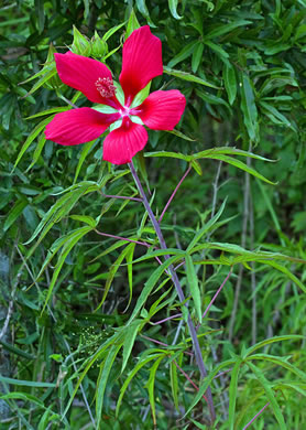 image of Hibiscus coccineus, Scarlet Rosemallow, Scarlet Hibiscus, Swamp Mallow