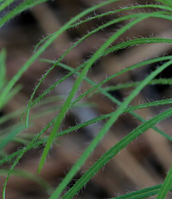 image of Amsonia ciliata, Sandhill Bluestar, Fringed Bluestar