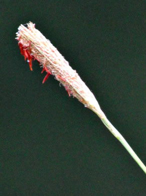 image of Carex glaucescens, Blue Sedge, Southern Waxy Sedge