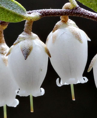 image of Chamaedaphne calyculata, Leatherleaf, Cassandra