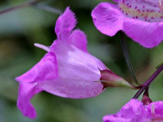 Agalinis virgata, Wand Gerardia, Wand Agalinis, Pine-barren False Foxglove