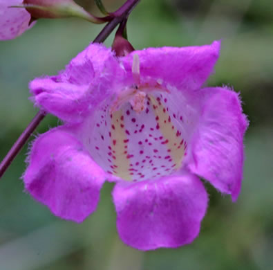 image of Agalinis virgata, Wand Gerardia, Wand Agalinis, Pine-barren False Foxglove