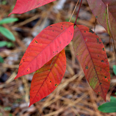 image of Toxicodendron vernix, Poison Sumac, Thunderwood