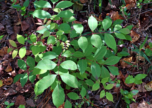 image of Toxicodendron vernix, Poison Sumac, Thunderwood