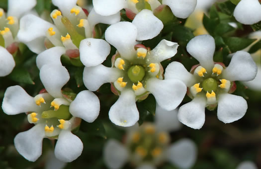 image of Pyxidanthera barbulata var. brevifolia, Sandhills Pyxie-moss, Wells' Pyxie-moss, Little Pyxie