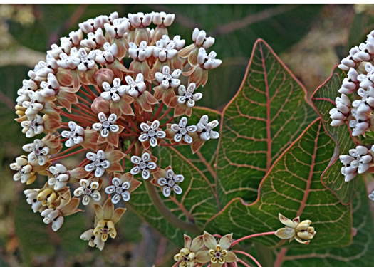 image of Asclepias humistrata, Pinewoods Milkweed, Fleshy Milkweed, Sandhill Milkweed