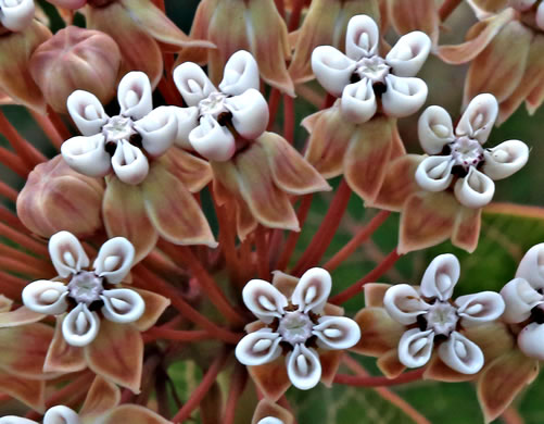 Pinewoods Milkweed