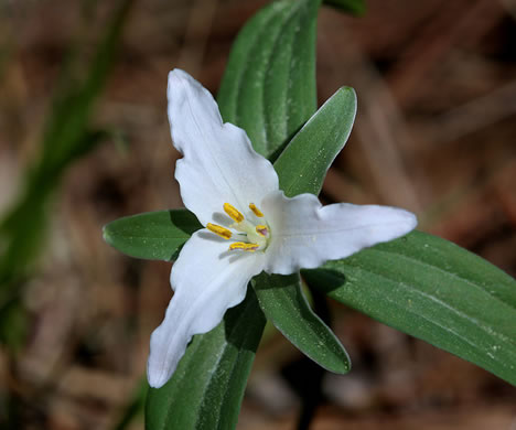 image of Trillium pusillum +, Carolina Least Trillium, Virginia Dwarf Trillium, Aiken Least Trillium