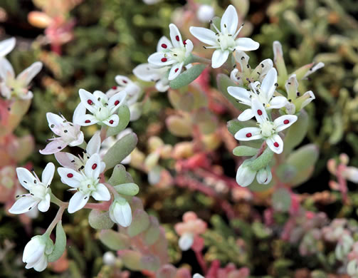 image of Sedum pusillum, Puck's Orpine, Granite Stonecrop