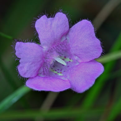 image of Agalinis setacea, Threadleaf Gerardia, Threadleaf Agalinis, Threadleaf False Foxglove, Sandhills Gerardia