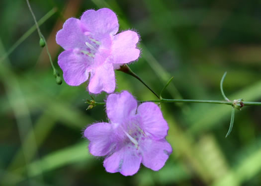 Agalinis setacea, Threadleaf Gerardia, Threadleaf Agalinis, Threadleaf False Foxglove, Sandhills Gerardia