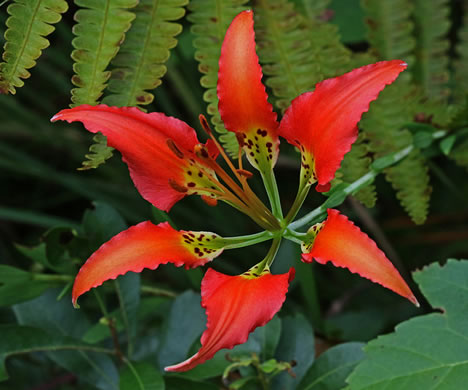 image of Lilium catesbyi, Pine Lily, Catesby's Lily, Leopard Lily